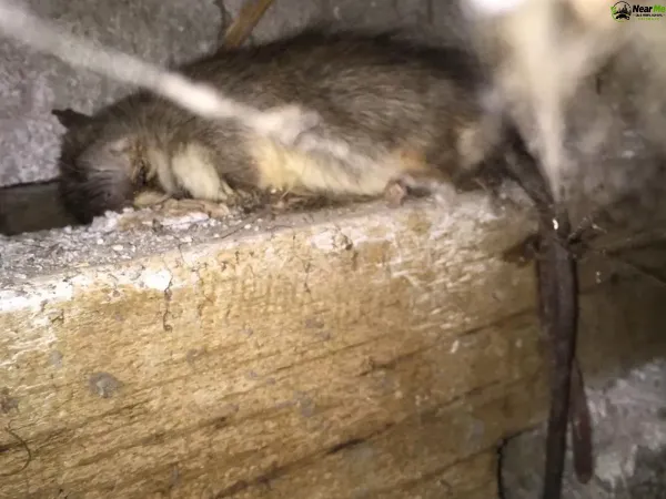 Dead Rat Removal Borallon